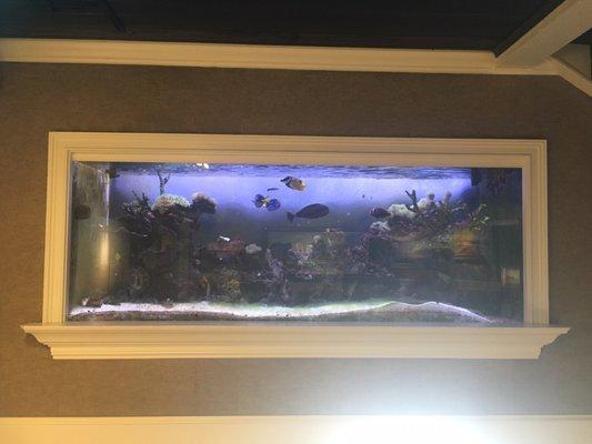 The aquariums are in excellent shape I wish this photo really showed all the colors clearer! Very cool. Happy fish.