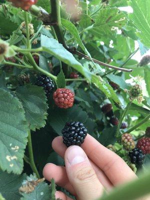 Blackberries!