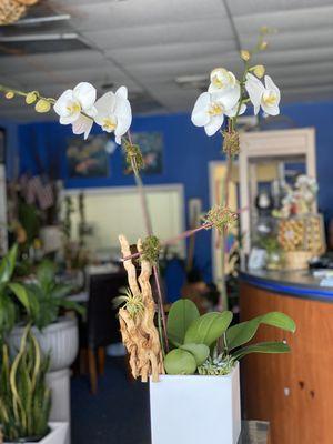 Orchid plants arrangement