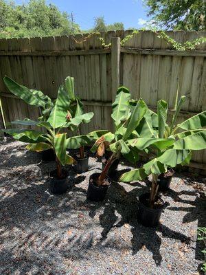 Banana plants!