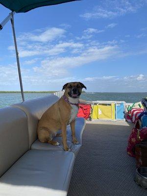 Doggo on one of the many dog friendly pontoons you can rent. Very clean and easy boat rental.