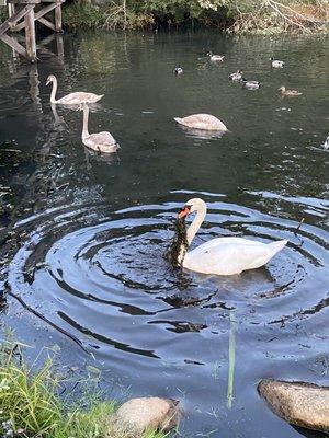 The Clean Up the Environment White Swan was Amazing to see in Action @ Jenney Pond Park in Plymouth MA. Fall of 2020