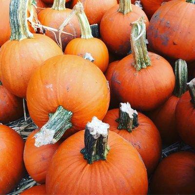 Large selection of pumpkins, gourds, hay bales, corn stalks and decor at myAGWAY stores