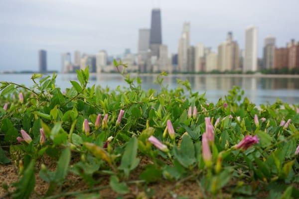 Blooming in Chicago