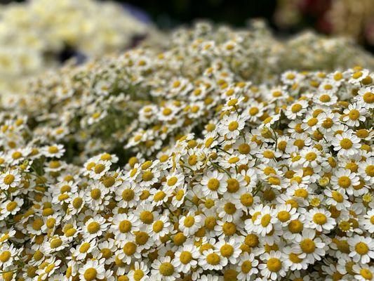 Decorate with Daisies