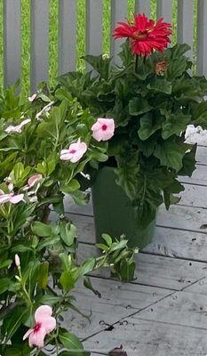 Flowering plants from Green Oak