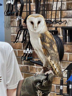 Ellie, the Barn Owl