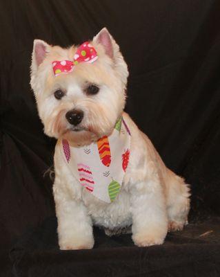 Certified master groomer at Rambling Acres Pet Resort and Spa