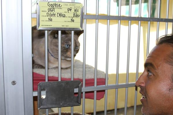 Gabe admires Sophie's blue eyes. Sophie is available now for adoption at the Santa Barbara Humane Society