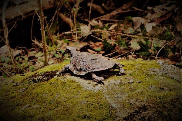 A turtle sculpture along the Silverbell Trail