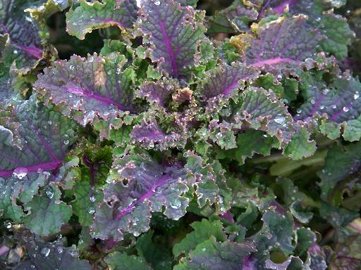 Rainbow kale