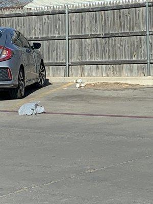 Trash everywhere in the parking lot.