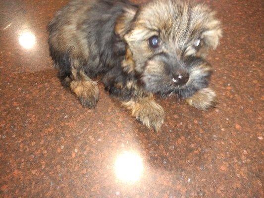 Yorkiepoo female 3
Available now!!
Jan 19th 2020