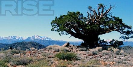 Sierra-Juniper Tree, Lake Tahoe Area