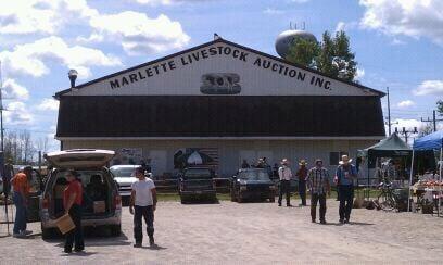 Marlette Livestock Auction