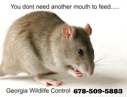 Georgia Wildlife Control