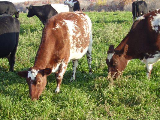 We are first and foremost grass farmers.  We cater toward cleaning jobs that within 25 miles of Sauk Centre and can be done in an afternoon.