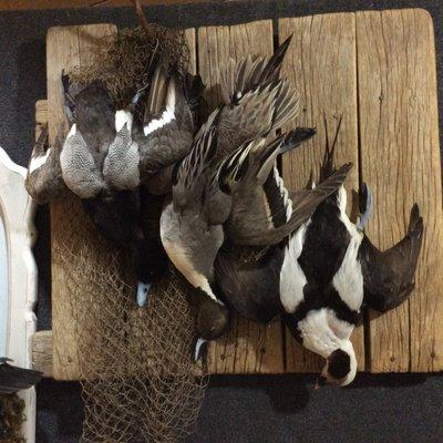 Walker's Touch of Nature Taxidermy