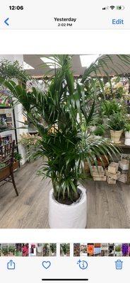 Kentia Palm