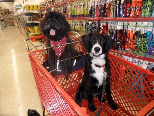 Snickers & Oreo--my pups enjoying shopping!!