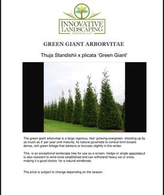 Green giant arborvitae