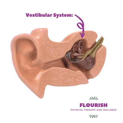 A picture of the vestibular system in the inner ear, responsible for causing vertigo when it's not functioning properly. Relief is possible!