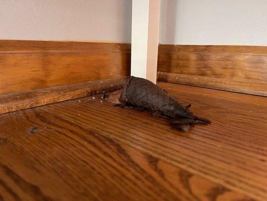 Ice cream cone under the table in the "deep cleaned" kitchen