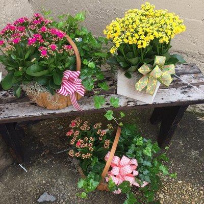 Blooming plant gift baskets