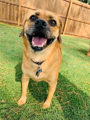 Happy boy at doggy daycare.