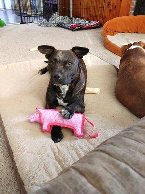 Sylvie & her pig