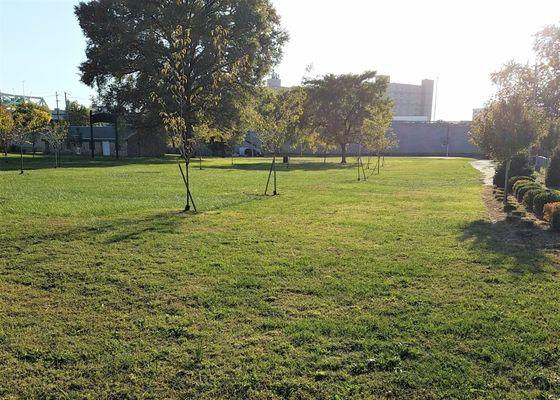 recent plantings to add shade to the park