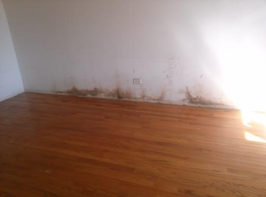 Mold growth. Got Mold !! Contact us - 847 250 7809, infoEnviroEcoSol@Gmail.com