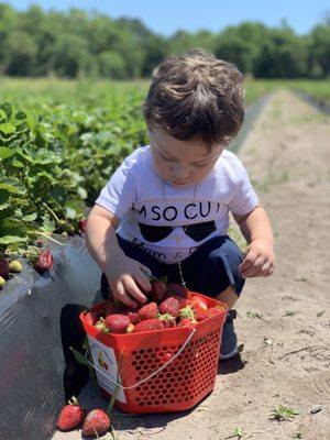 Strawberry picking