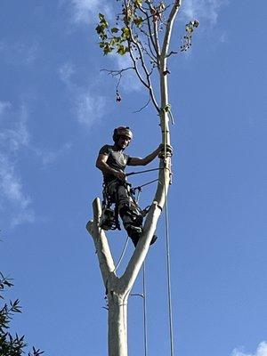 Mike's Tree Service