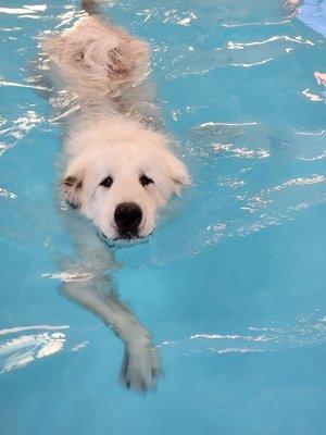 Dog swimming indoor pool