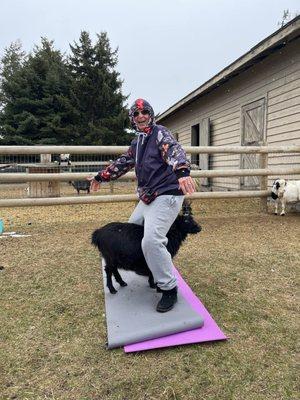 Goat Yoga!