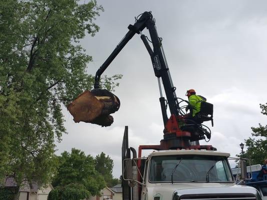 Diamond Tree Company removing a rather large stump!