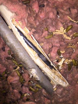 This Insulation is infected with Rodent Droppings.  Let us come and clean your attic sanitize and Replace.  Full Service.