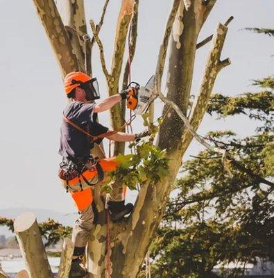 Sanford's Tree Service