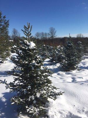 Middle Road Tree Farm