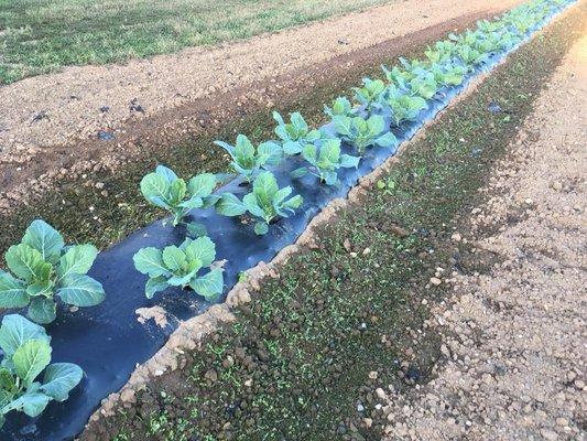 Beautiful Collards