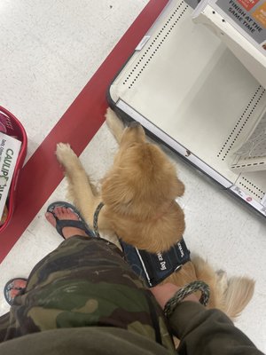 Service dog "Sambuka" practices a settle in public