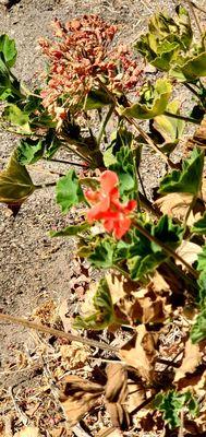 A red flower. It is a little blurry.