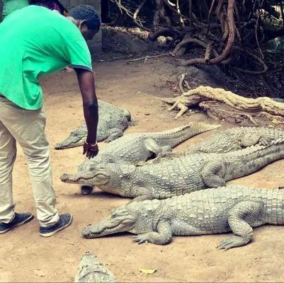 My friend Dawda, petting the crocodiles!