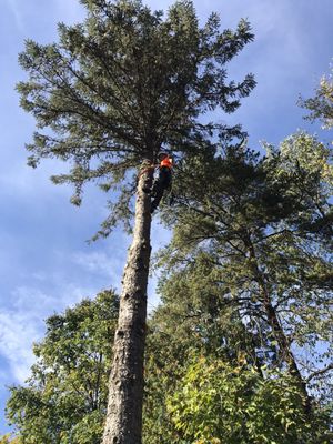 Removal of a Black Spruce and a Scots Pine in Mound, MN.