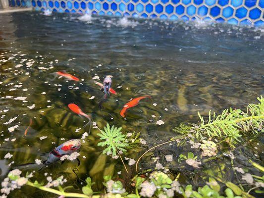 Mini koi pond fountain with live plants in San Diego