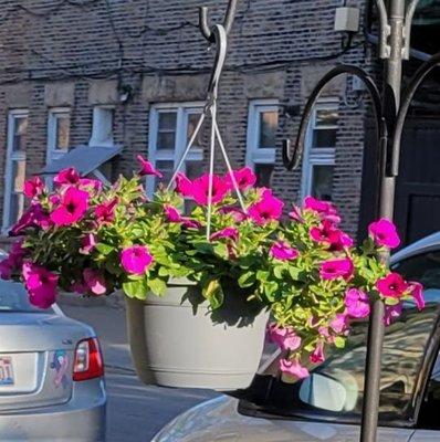 Magenta petunias hanging basket Day 1