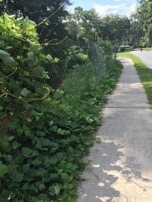 Overgrown path leading to the trail