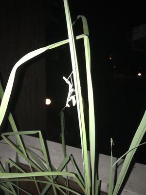 Good luck praying mantis!!