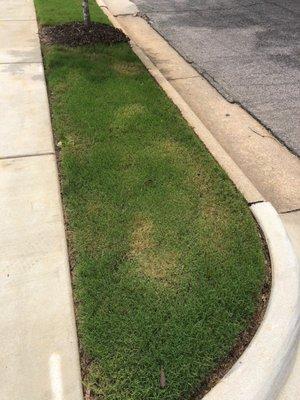 Grass dead and yellow, they treated it when it was to hot outside and made the yard look horrible.